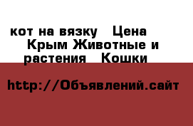 кот на вязку › Цена ­ 1 - Крым Животные и растения » Кошки   